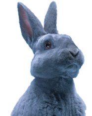 Bunny Ears